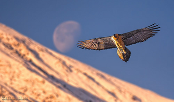 Our_Pangot_birding_tours_are_led_by_a_guide_showing_you_how_to_get_an_amazing_birding_experience