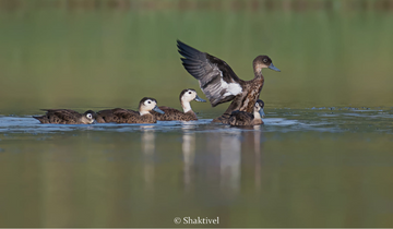 The_Andaman_Island_is_claimed_to_be_home_to_270_bird_species_includes_migratory_and_endemic_species.