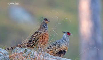 Pangot,_the_Birdwatcher's_Paradise,_is_15km_from_Nainital,_and_home_to_over_250_different_species.