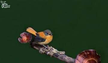 The_endemic_birds_of_the_Western_Ghats_are_a_bird_watchers_delight.