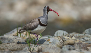 Corbett_National_Park_is_home_to_a_wide_range_of_bird_species. 