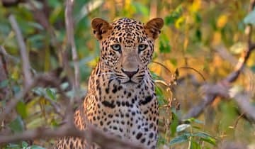 The_nearest_you_can_go_to_seeing_these_wild_animals_in_their_natural_home_is_on_a_jungle_safari.